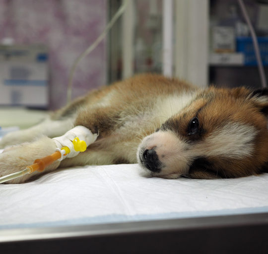KÖPEKLERDE PARVOVİRUS ENFEKSİYONU/KANLI İSHAL