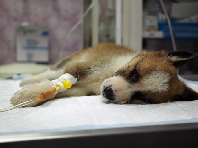 KÖPEKLERDE PARVOVİRUS ENFEKSİYONU/KANLI İSHAL