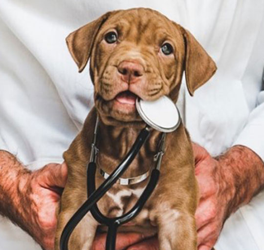 KÖPEKLERDE GENÇLİK HASTALIĞI (CANİNE DİSTEMPER VİRÜS)
